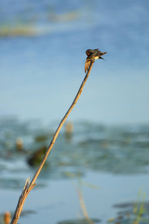 bird in the countryside of thailandの写真素材