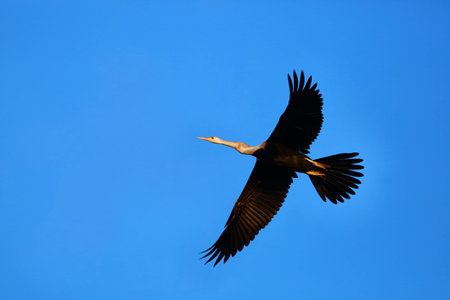 Flying bird on the skyの写真素材