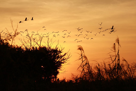 Flying bird in sunsetの写真素材