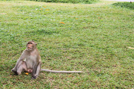 Wild monkeys sit back and relaxの写真素材