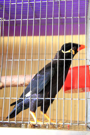 The freedom to captivity.の写真素材