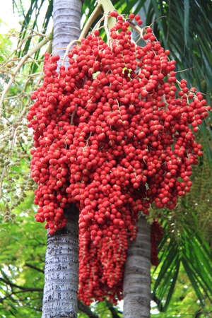 Areca (Betel Nuts) Scientific name Areca catechu Linn Betel Nut Or Areca Nut Palm On Tree 
