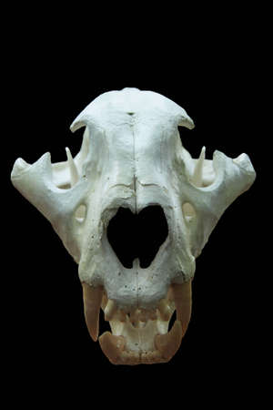 Tiger Skull Topic Discussion.