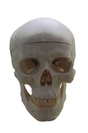 Skull Isolated On White の写真素材
