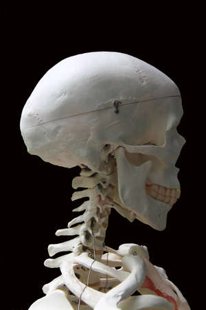 The human skull Isolated On black