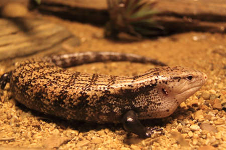 Reptiles, lizards, blue tongue.