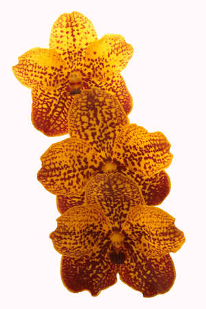 Close up of orchid flower の写真素材