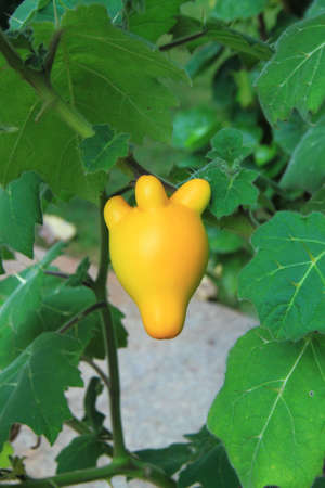 aubergine,solanum mammosum plant の写真素材