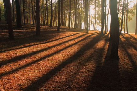 Shade Sunbeams between the trees in wood の写真素材