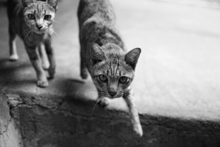 Cat in Thailand の写真素材