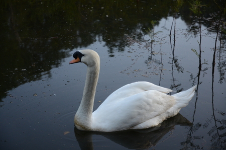 Cygnus olorの写真素材