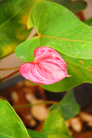 Spadix flower の写真素材
