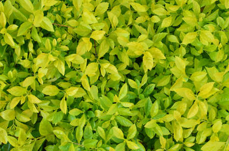 Sward Green Texture Backgroundの写真素材