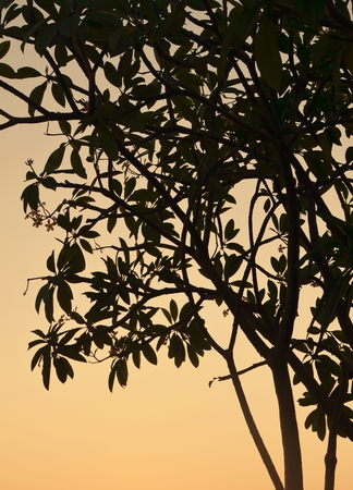 tree on sunset backgroundの写真素材