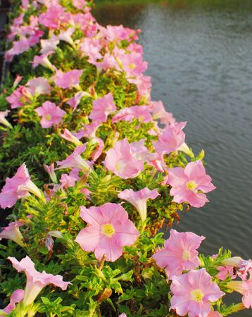 Pink flower の写真素材