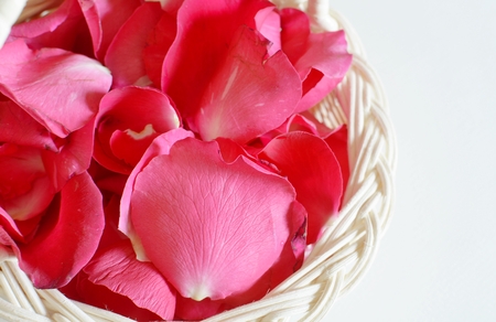 Petals of roses on a white background の写真素材