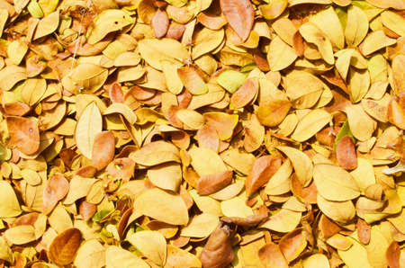 Gold leaf  background