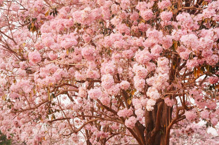 Art  background の写真素材