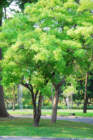 Green Trees on green grass in Garden public park,  Thailandの写真素材