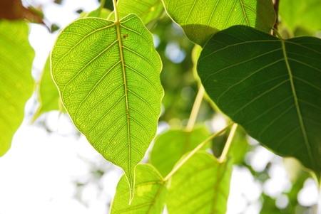 Bodhi or Peepal Leaf from the Bodhi tree, Sacred Tree for Hindus and Buddhist の写真素材