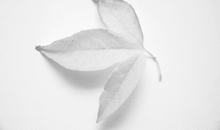 passion flower  passiflora  leaf art   