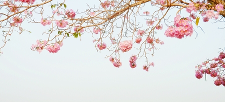  Tabebuia heterophylla  DC  Briton  Pink Trumpet Tree  