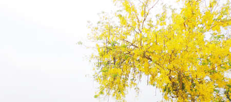 Golden shower flower の写真素材