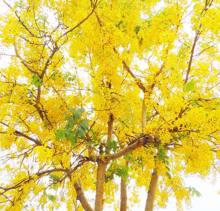 Golden shower flower 