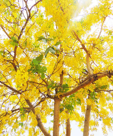 Golden shower flowerの写真素材