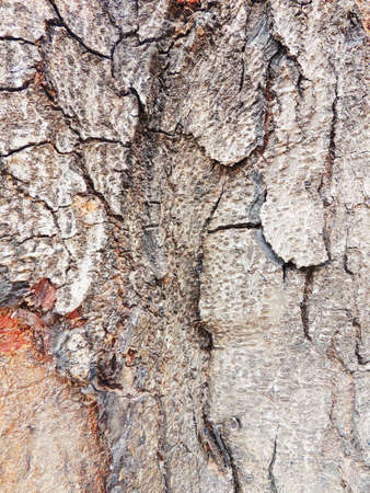 Bark  backgroundの写真素材