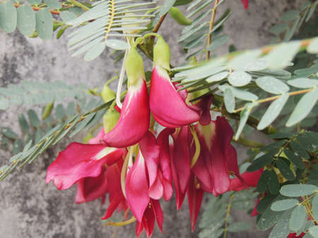 Sesbania grandiflora edible flowersの写真素材