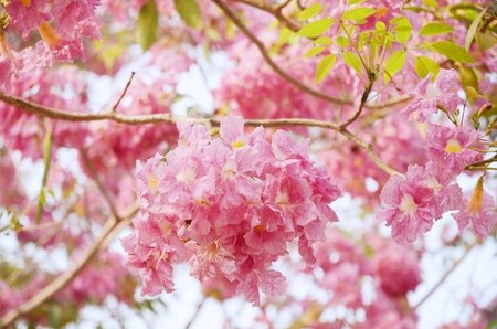 Tabebuia heterophylla (Pink Trumpet Tree )の写真素材