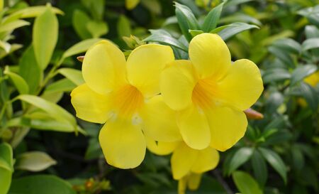 Allamanda, Golden Trumpet