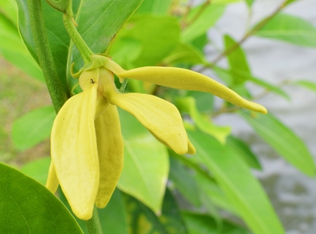 Cananga odorata (Ylang-ylang Tree )の写真素材