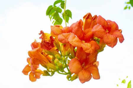 Trumpet Vine (Campsis radicans )