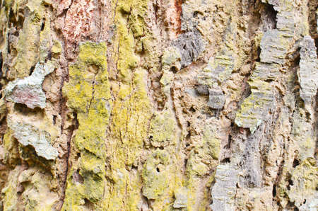 Bark  texture backgroundの写真素材