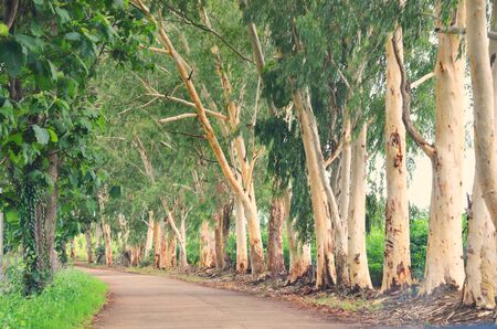 Cameras we wear travel on the road (Landscape)の写真素材