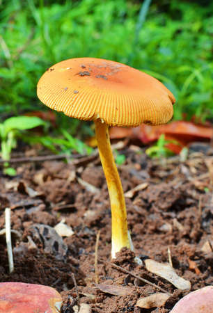 Wild Mushroomsの写真素材