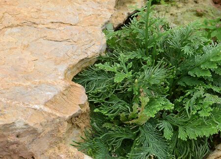 Plant  gardenの写真素材