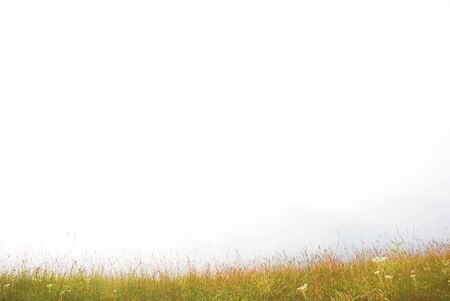 Grass Texture Backgroundの写真素材