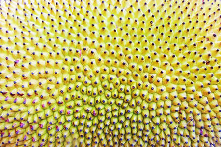 Jackfruitの写真素材