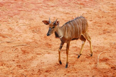 Greater Kudu deerの写真素材
