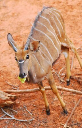 Greater Kudu deerの写真素材