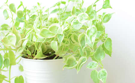 Green plantの写真素材