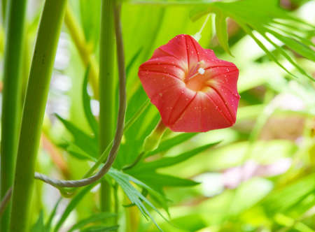 Red flower in the gardenの写真素材