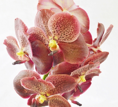 Violate orchid in the gardenの写真素材