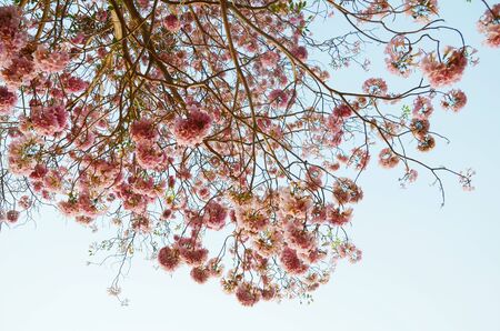 Tabebuia heterophylla Pink Trumpet Treeの写真素材