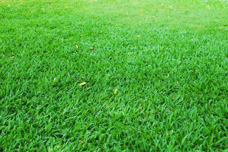 Green grass backgroundの写真素材
