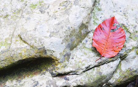 Red leaf on stoneの写真素材