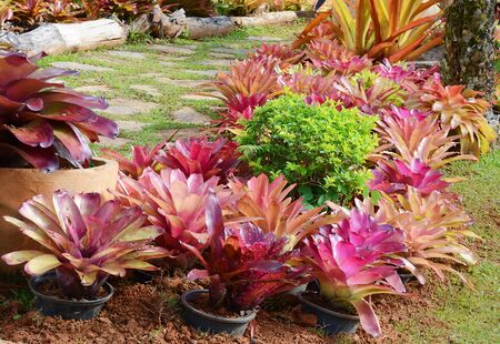 Flower gardenの写真素材
